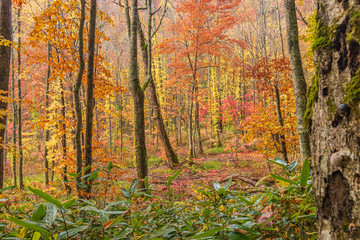 Obraz premium Towada Hachimantai National Park in autumn