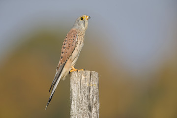 A male common kestrel (Falco tinnunculus) making him self small cause of the danger of an hawk. Perched on a wooden pole infront of a beautiful autumn colours.