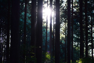 Fototapeta na wymiar 逆光の森