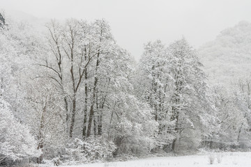 Fototapeta premium Winterwald