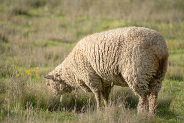 Obraz premium Wild sheep in the field