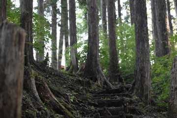 森林公園の遊歩道