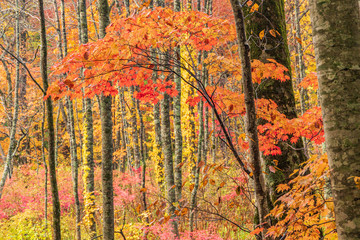 Obraz na płótnie Canvas Towada Hachimantai National Park in autumn