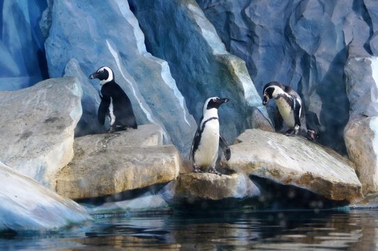 group of penguins on an ice floe