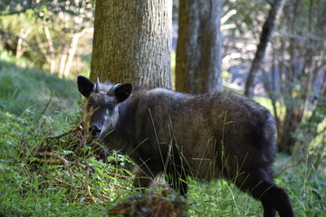 ニホンカモシカとの遭遇