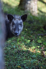 顔を出すニホンカモシカ
