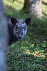 顔を出すニホンカモシカ