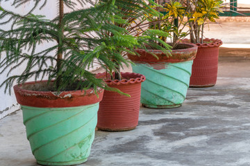 Pot plant and flower collection, lying on concreate floor in row.
