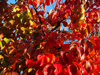 red autumn leaves of tree in autumn across blue sky. Autumn background. Fall concept. Copy space