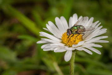 Obraz premium Kaisergoldfliege