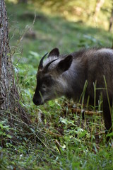 餌をみつけたニホンカモシカ