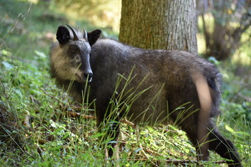 振り返るニホンカモシカ