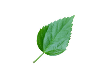 isolated​ hibiscus​ leaf​ on​ white​ background.​ Real​ green​ leaf​ from​ nature.