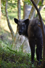 ニホンカンモシカ（野生）