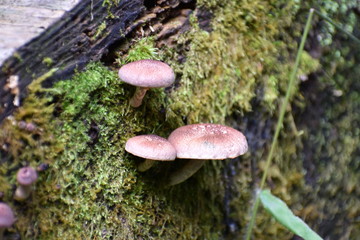 倒木に生えたキノコ