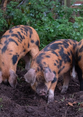 Oxford Sandy and Black pigs in the New Forest, Hampshire UK. During the traditional pannage season...