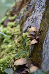 きのこが生えた木