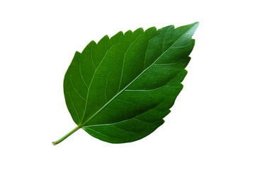 Fototapeta premium isolated​ hibiscus​ leaf​ on​ white​ background.​ Real​ green​ leaf​ from​ nature.