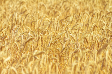 Rural landscape - field common wheat (Triticum aestivum) in the rays of the summer sun, close-up