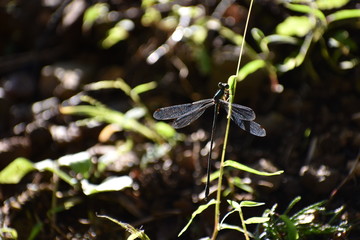 森の中のトンボ