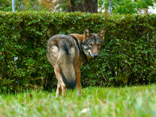 Fototapeta premium Wolf Face Close Up