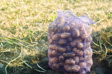 A bag of freshly picked potatoes. Autumn harvesting. Agriculture and farming. Organic vegetables. Harvest. Eco-friendly products. Selective focus