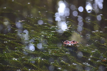池の主・ヒキガエル