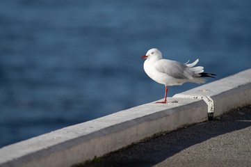 seagull