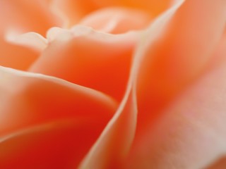 red rose background