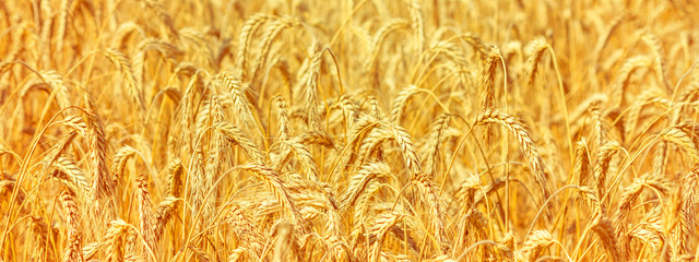 Rural landscape - field common wheat (Triticum aestivum) in the rays of the summer sun, close-up © rustamank