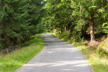 Forest road to Orle shelter in Jizera Mountains