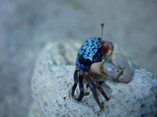 crab on the beach