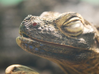 crocodile 