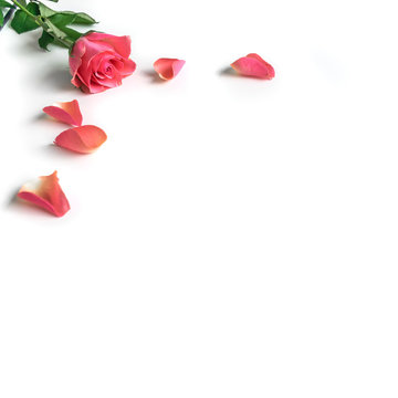 Pink rose with pedals on white background 
