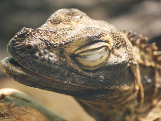 head of crocodile