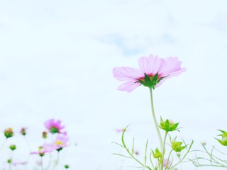 flowers on a white background