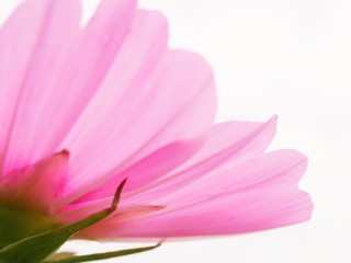 pink flower on white background