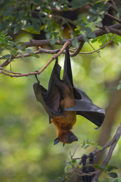 Lyle's Flying Fox hanging on tree branch in the park