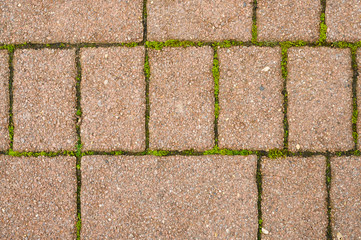 background of the old bricks, sprouting moss and grass