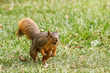 Squirrel Gathering Nuts For Winter