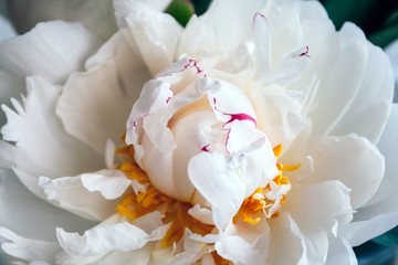 Obraz na płótnie Canvas Closeup view of a lush white peony in a soft pleasant tint. Beautiful flower as a gift for the holiday. Bouquet of delicate flowers. Top view. Selective focus
