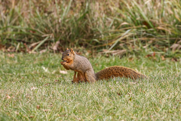 Squirrel Gathering Nuts For Winter