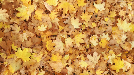 Orange autumn leaves background.