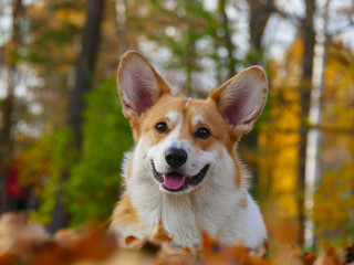 Corgi dog close up face