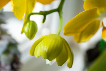 Obraz premium Beautiful blooming bud of yellow orchid phalaenopsis standing on the windowsill. Selective focus. Closeup view. Blurred background