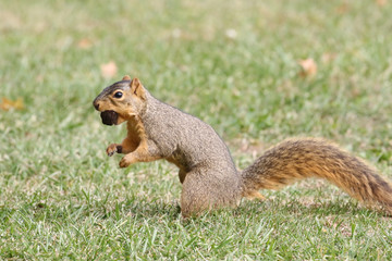 Naklejka na ściany i meble Squirrel Gathering Nuts For Winter