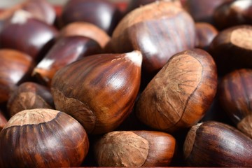 Close up of freshly harvested chestnuts