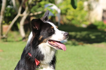 A border collie with three color coat sunning