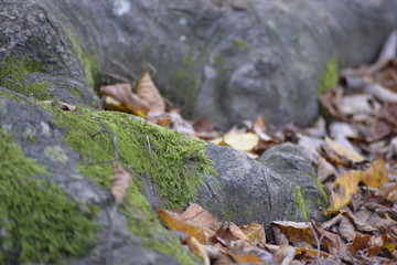 Green moss on an old tree
