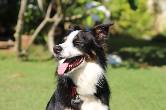 A border collie with three color coat sunning